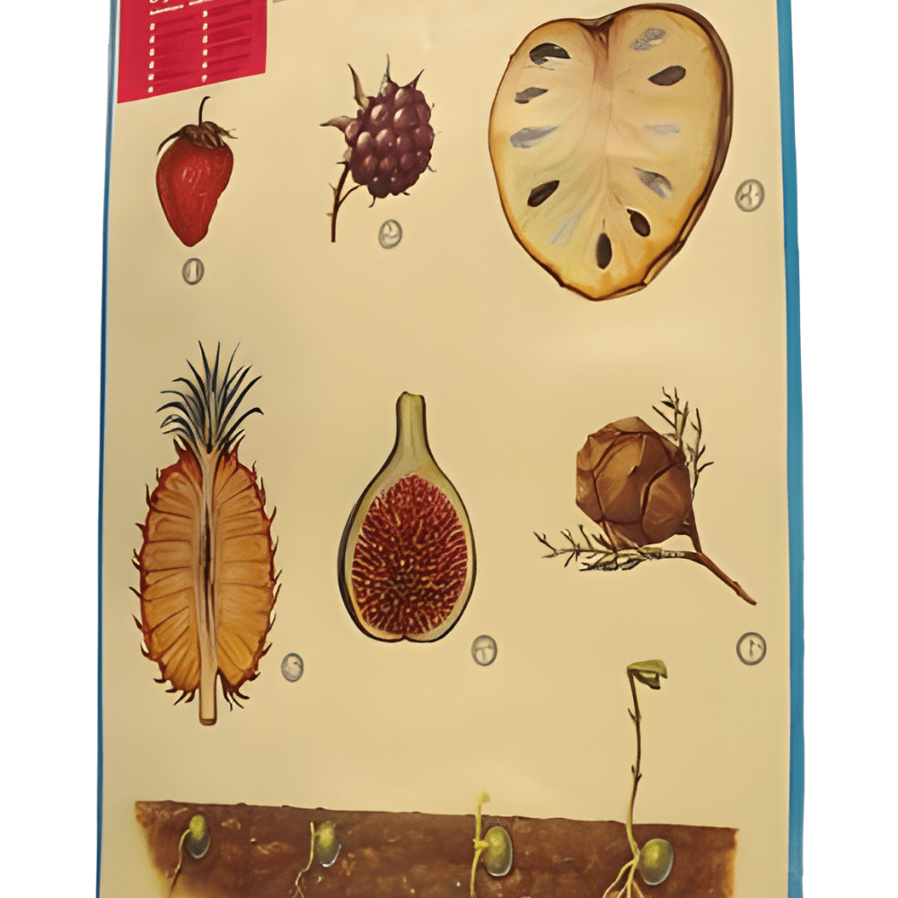 POSTER DE OTROS FRUTOS Y GERMINACIÓN