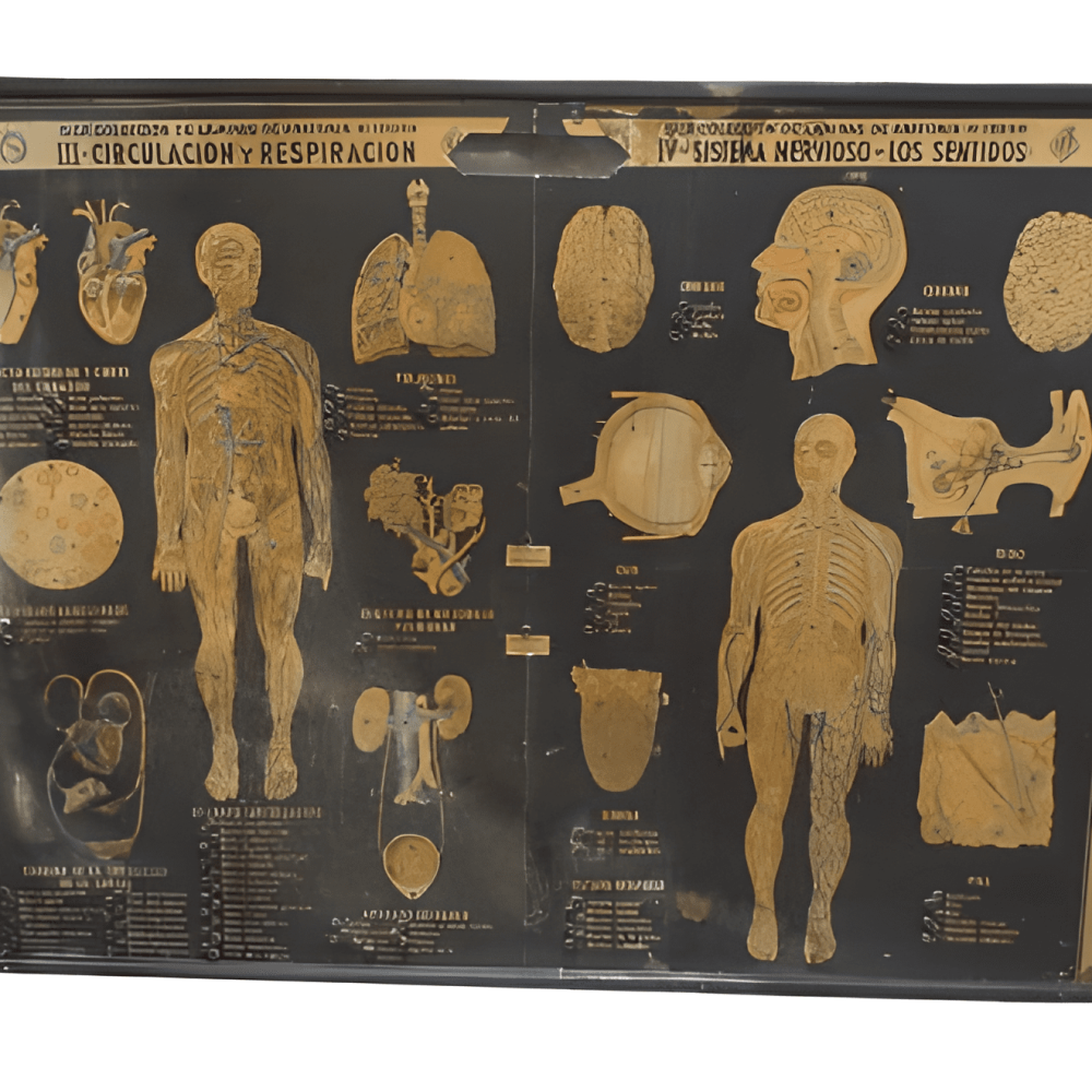 CIRCUITO ELÉCTRICO DE ANATOMÍA HUMANA
