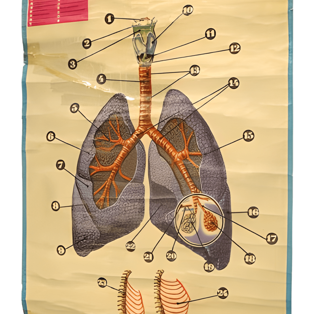 PÓSTER DEL APARATO RESPIRATORIO