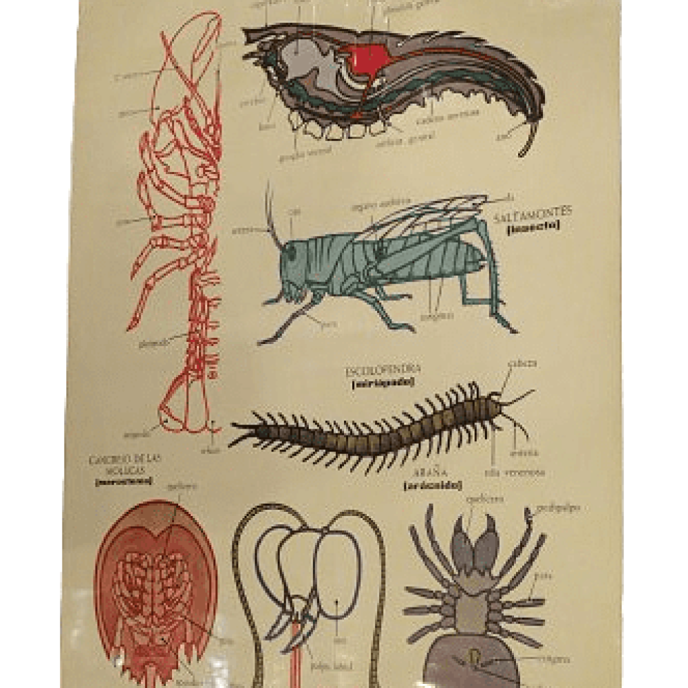 OBJETOS POSTER ARTROPODOS 83 X 65