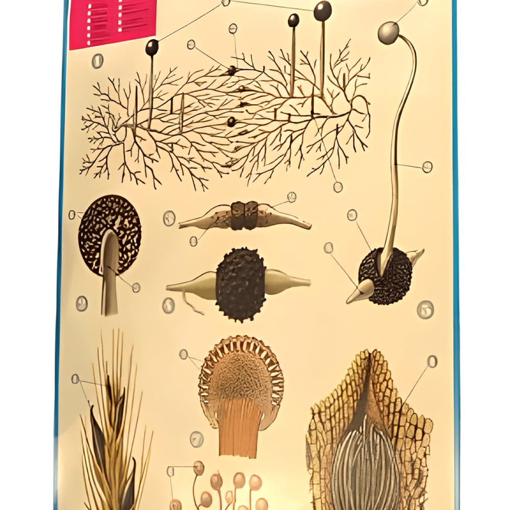 PÓSTER DE FICOMICETOS Y ASCOMICETOS