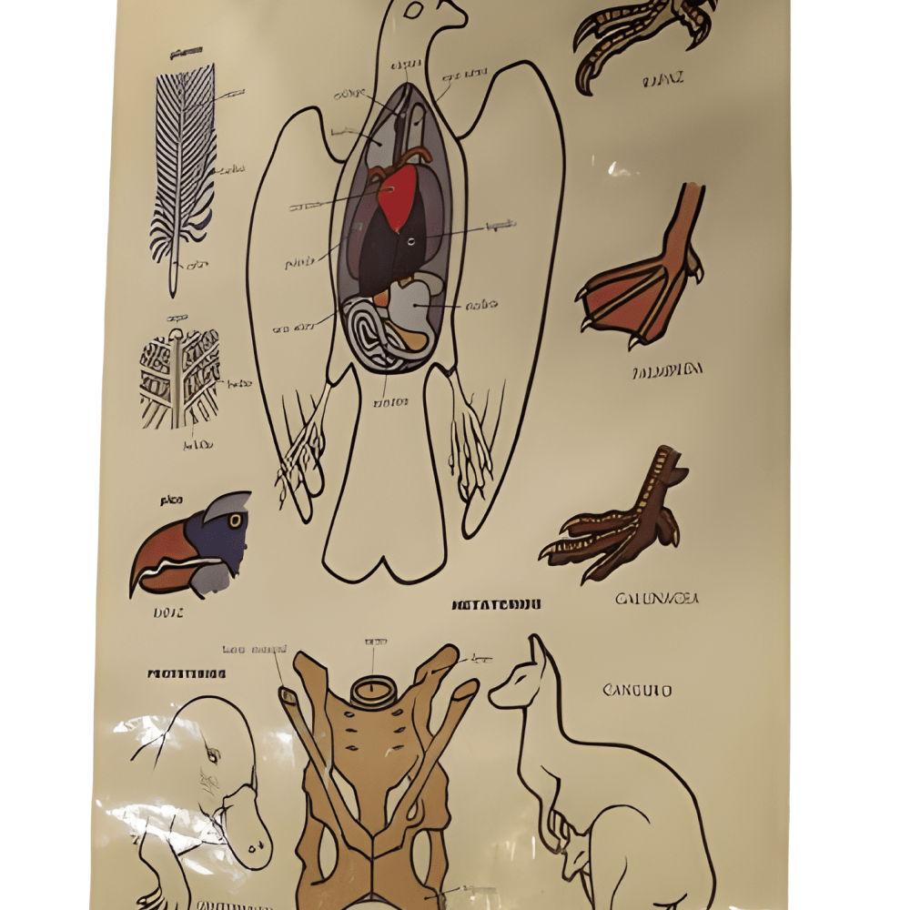 PÓSTER DE AVES Y MAMÍFEROS