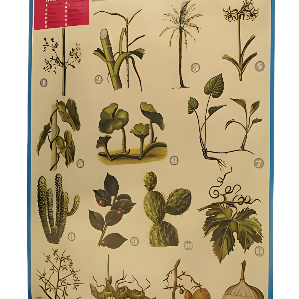 OBJETOS POSTER CLASE DE TALLOS 85 X 63