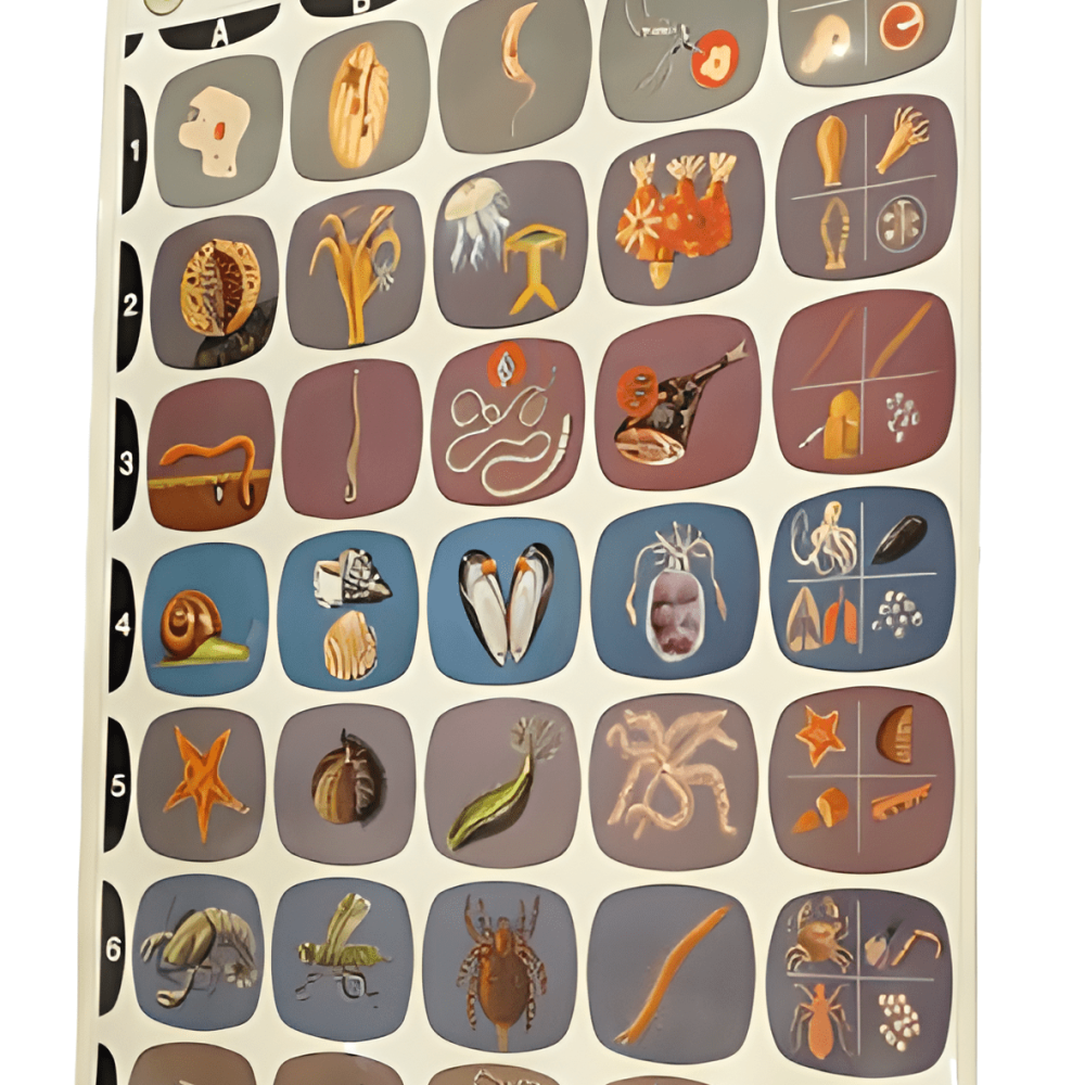 PÓSTER DE CLASIFICACIÓN DE ANIMALES