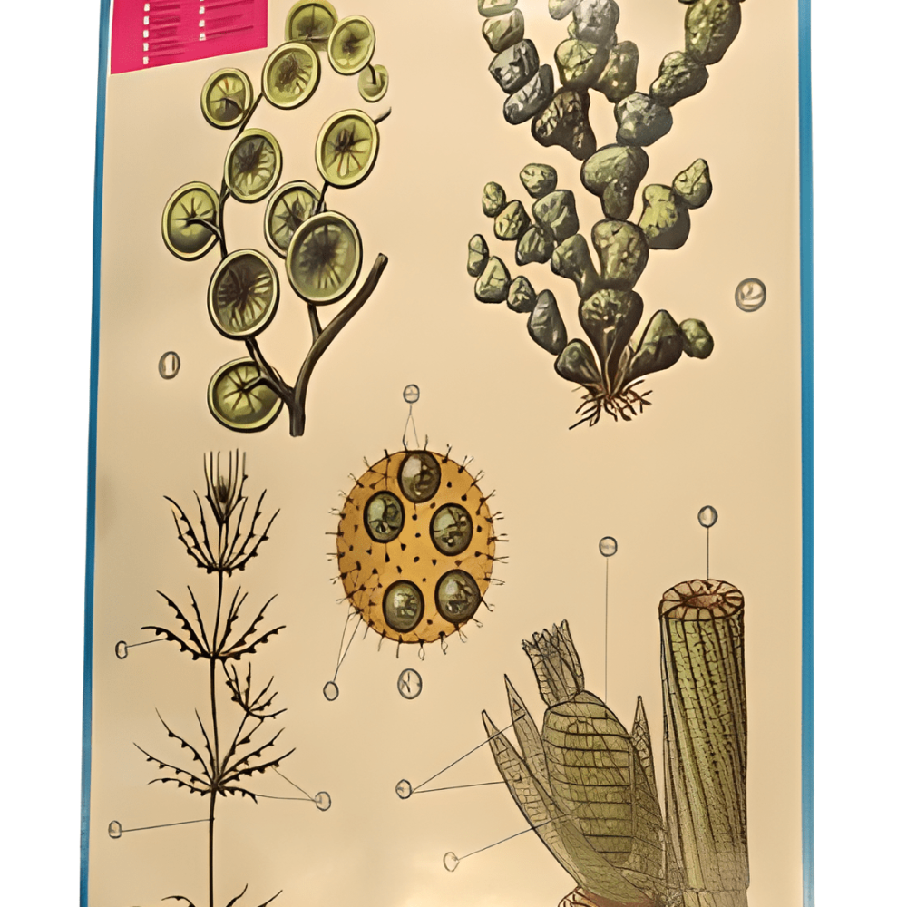 PÓSTER DE LAS CLOROFÍCEAS Y CAROFITAS