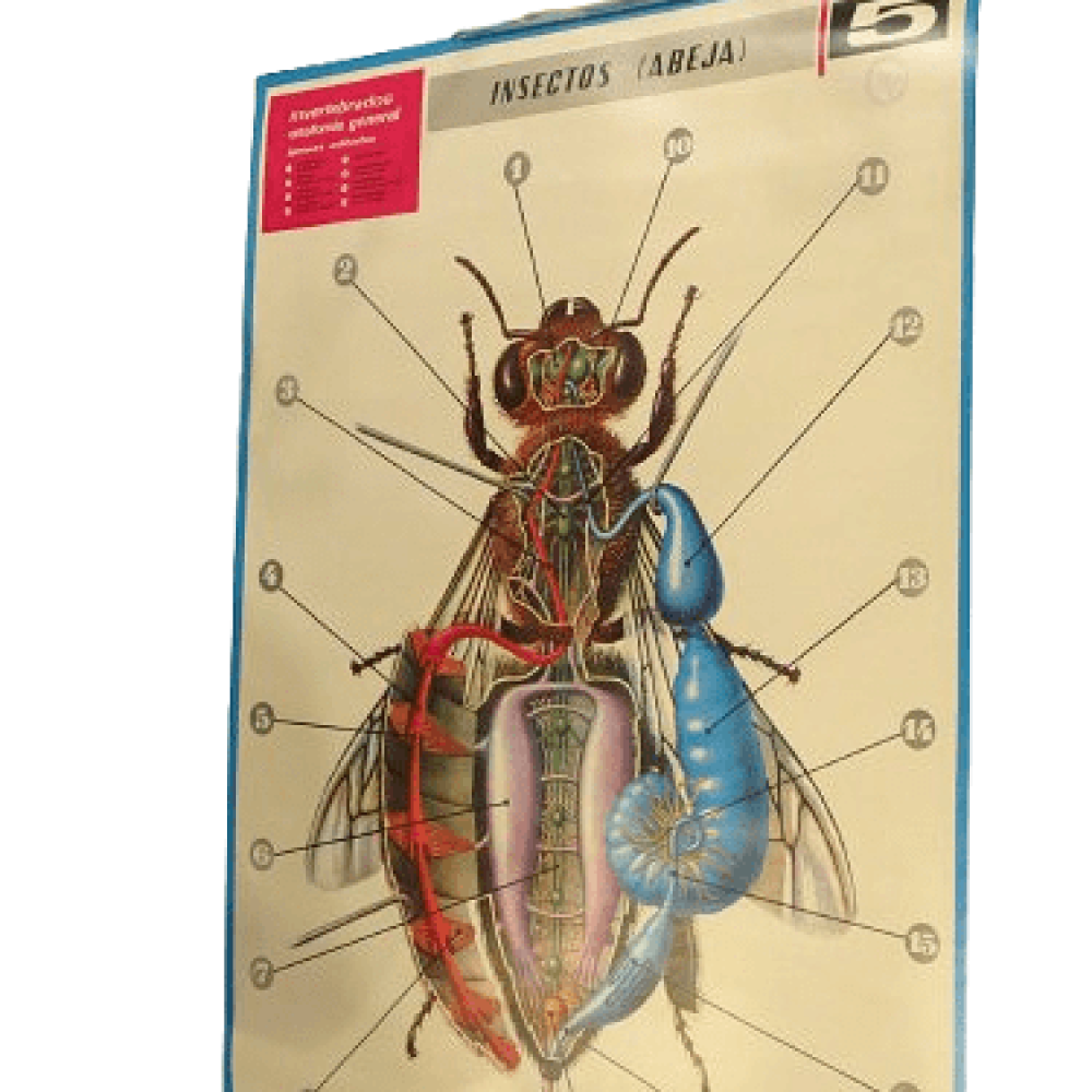 PÓSTER DE INSECTOS (ABEJA)