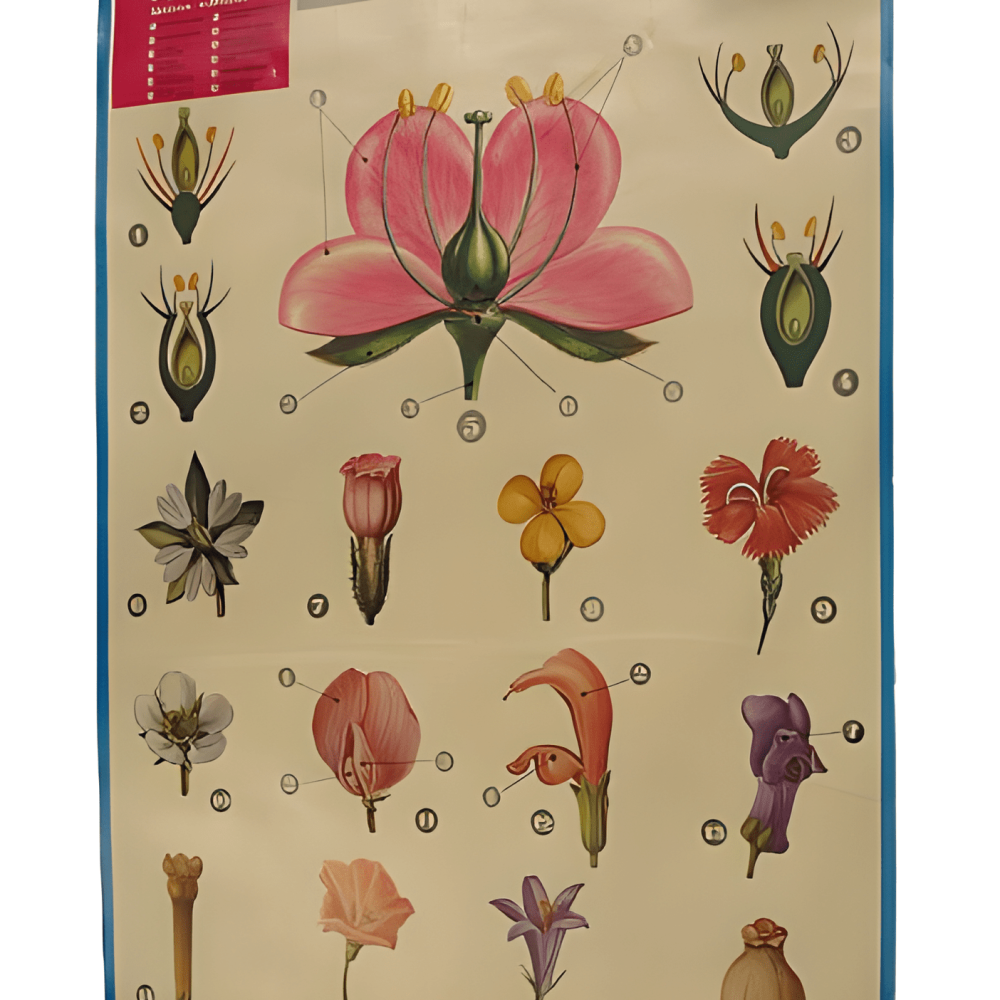 PÓSTER DE LA FLOR, CÁLIZ Y COROLA