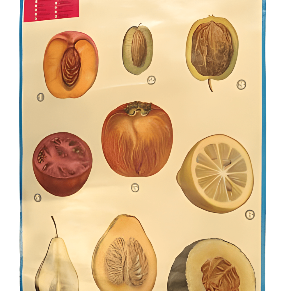 PÓSTER DE LOS FRUTOS CARNOSOS