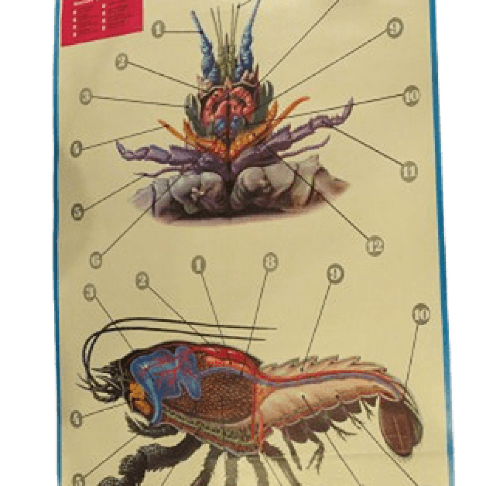 PÓSTER DE LOS CRUTÁCEOS (CANGREJO DE RÍO)