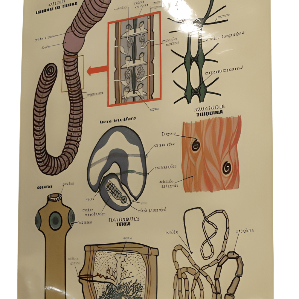 PÓSTER DE LOS GUSANOS