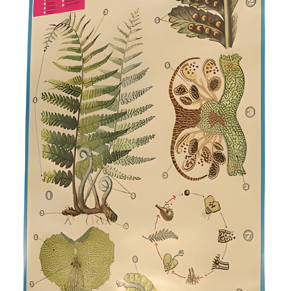 PÓSTER DE LAS PTERIDOFITAS (HELECHOS)