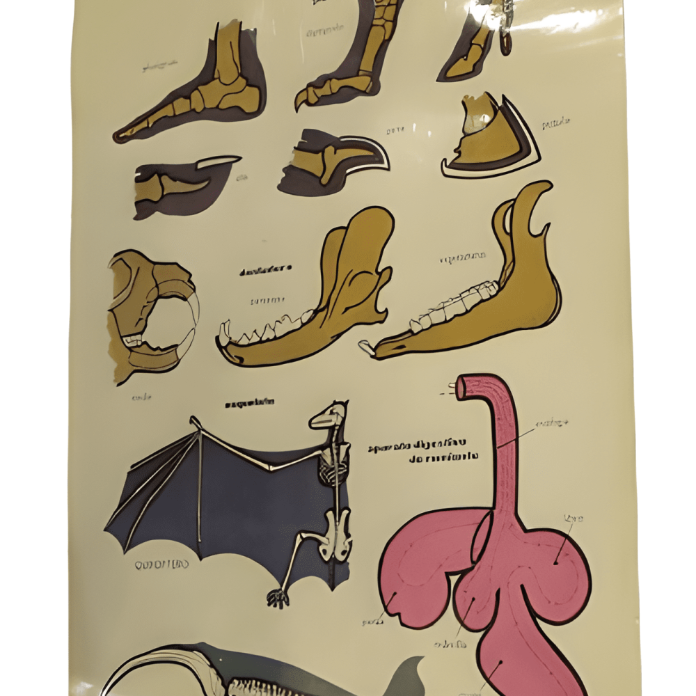 PÓSTER DE LOS MAMÍFEROS