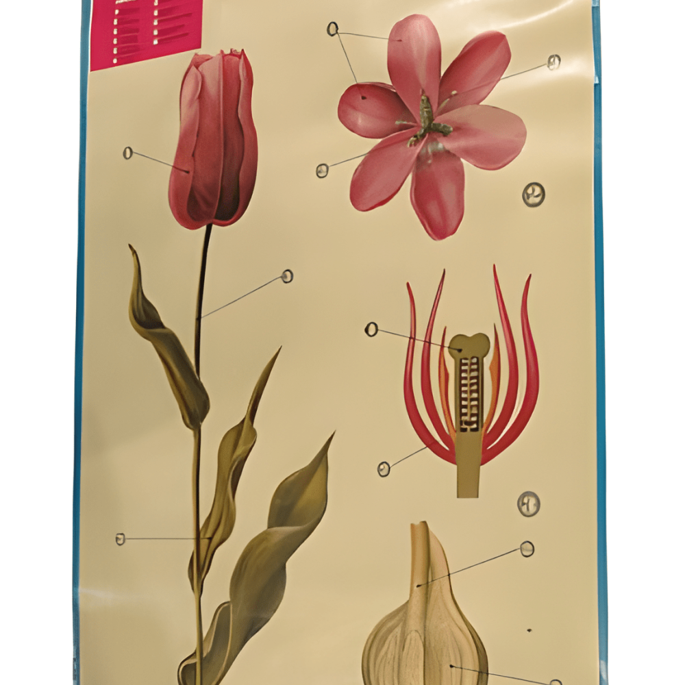 PÓSTER DE LAS MONOCOTILEDÓNEAS (TULIPÁN)