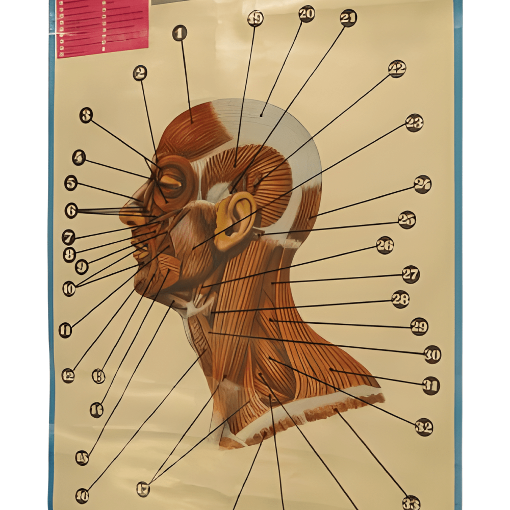 PÓSTER DE LOS MÚCULOS DE LA CABEZA