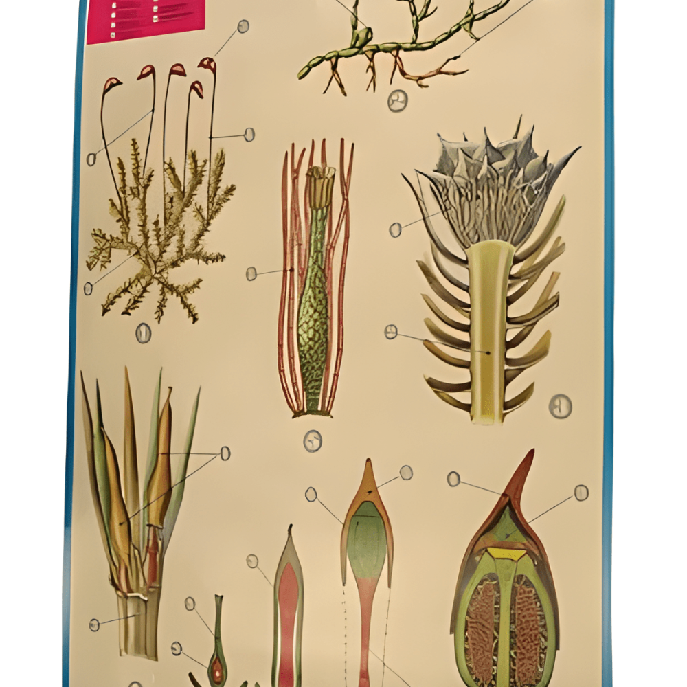 PÓSTER DE LAS BRIOFITAS (MUSGOS)