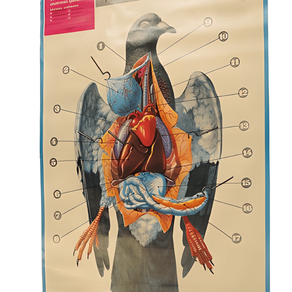 PÓSTER DE LAS AVES (PALOMA)