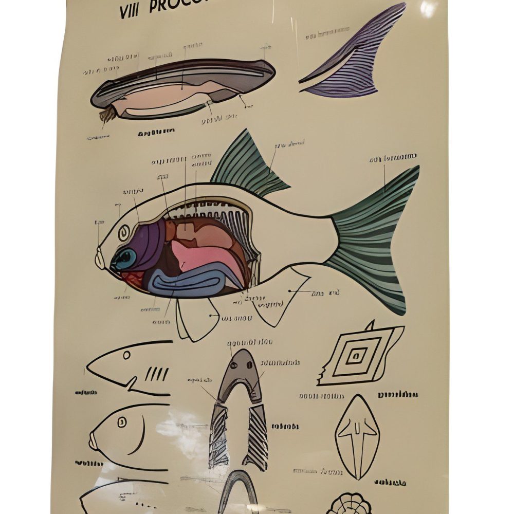 PÓSTER DE LOS PROCORDARDOS Y PECES