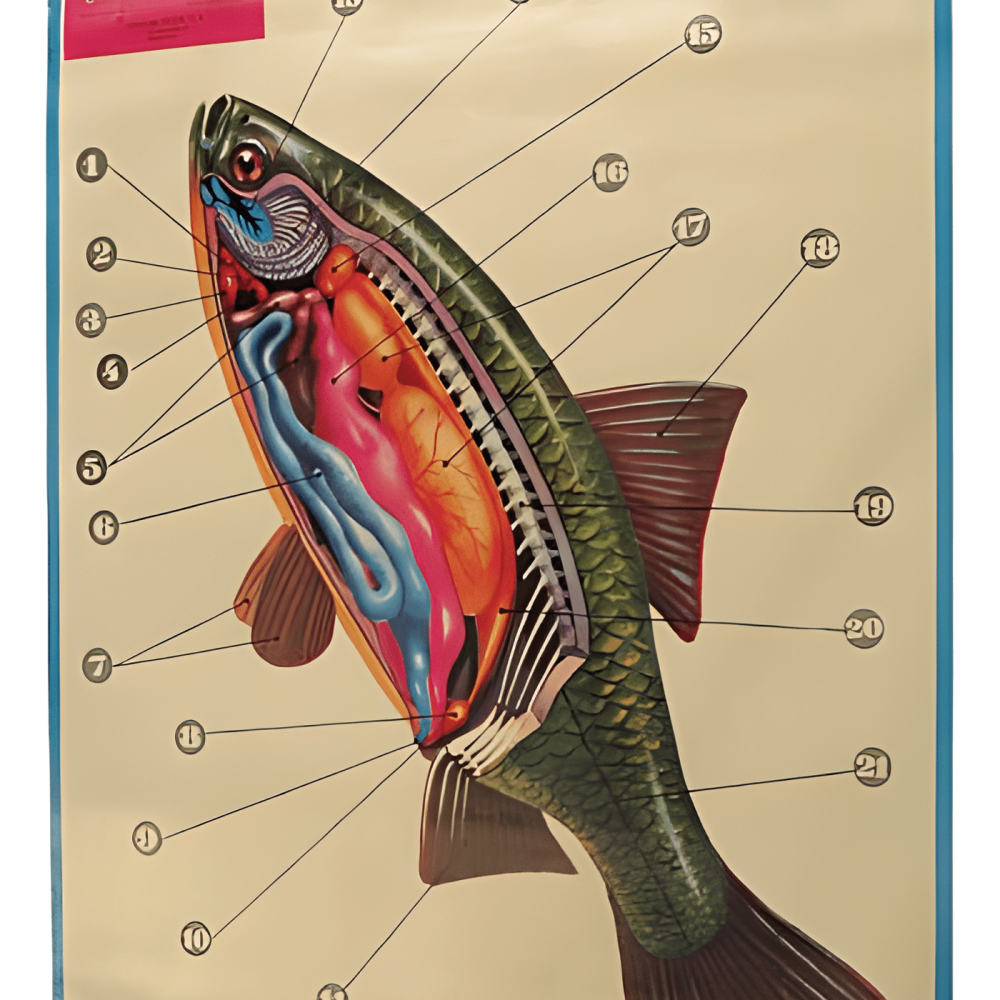 PÓSTER DE LSO TELEÓSTOMOS (CARPA)