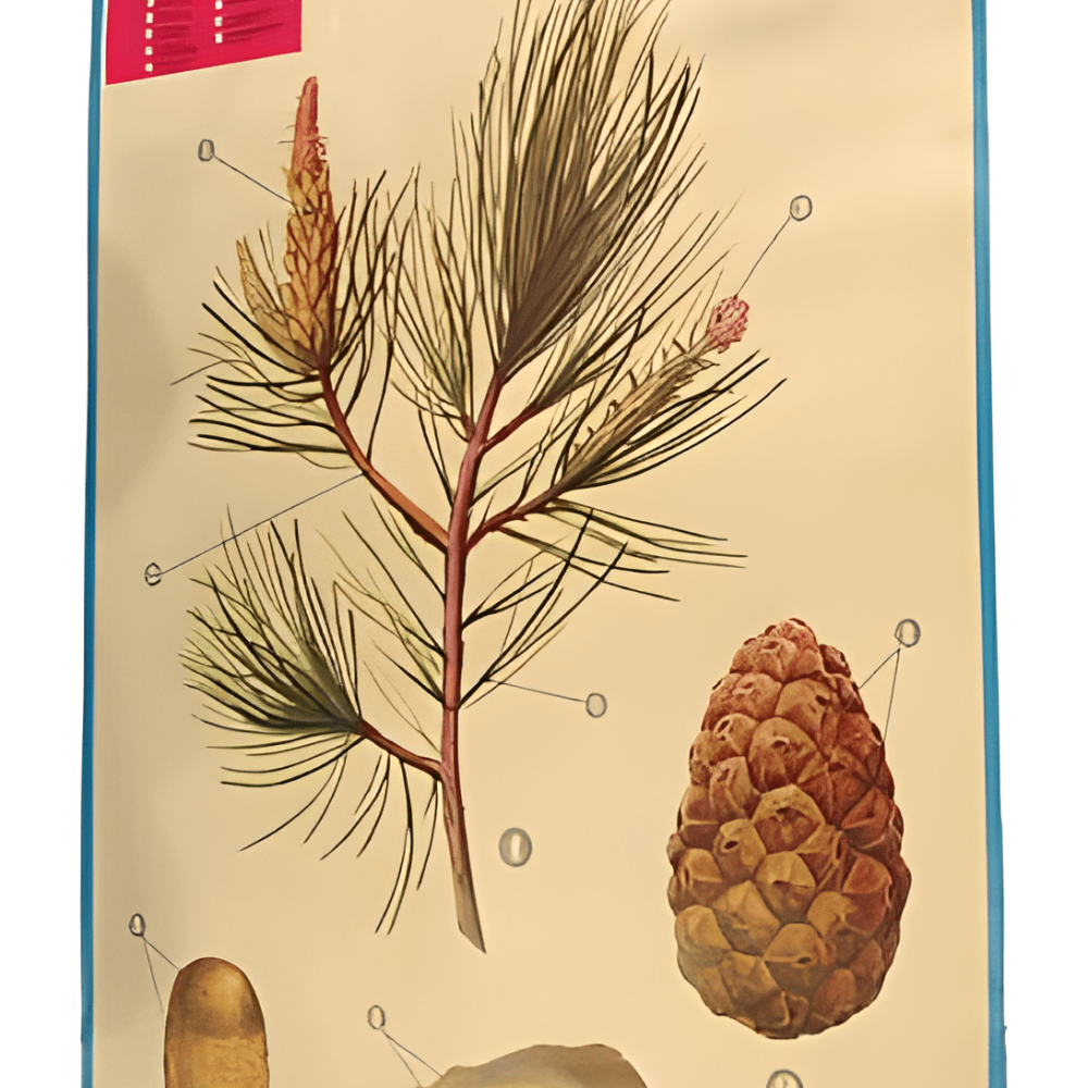 PÓSTER DE LAS GIMNOSPERMAS (PINO)