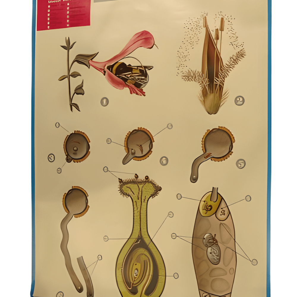 OBJETOS POSTER POLINIZACION 85 X 63