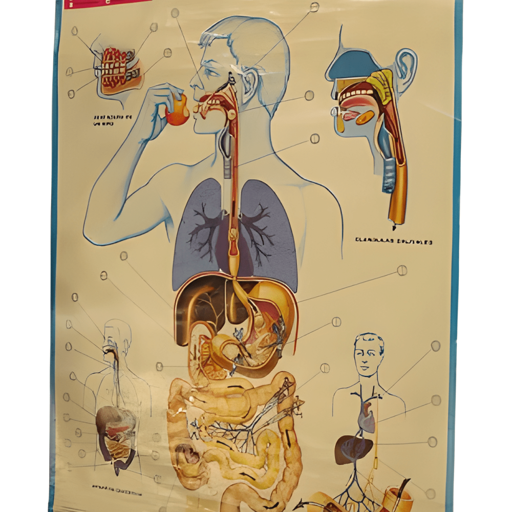 OBJETOS POSTER PULÑMONES Y APARATO EXCRTETOR 85 X 63