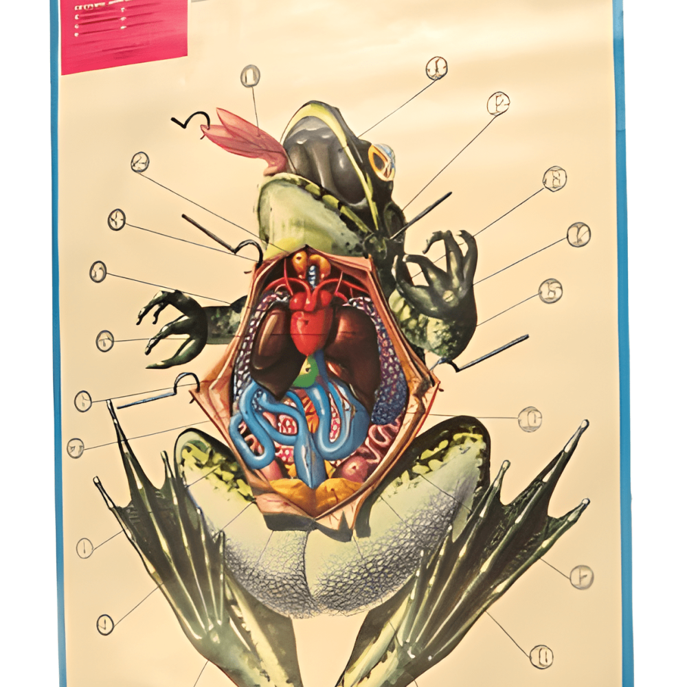 PÓSTER DE LOS BATRACIOS (RANA)