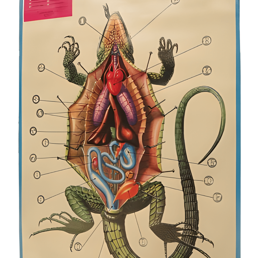 PÓSTER DE LOS REPTILES (LAGARTO)