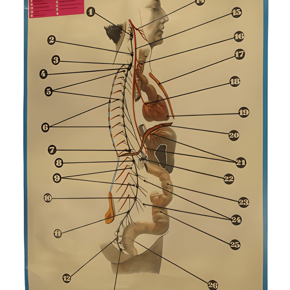 PÓSTER DEL SISTEMA NEUROVEGETATIVO