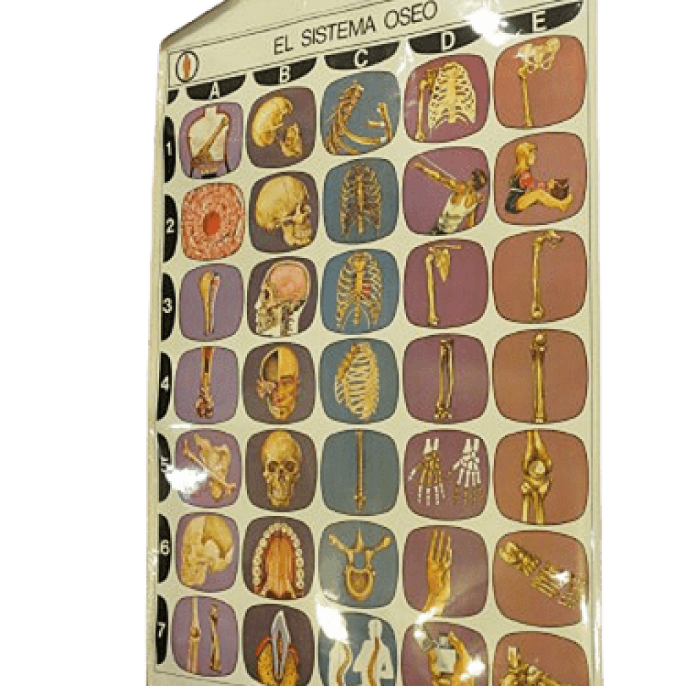 PÓSTER DEL SISTEMA ÓSEO