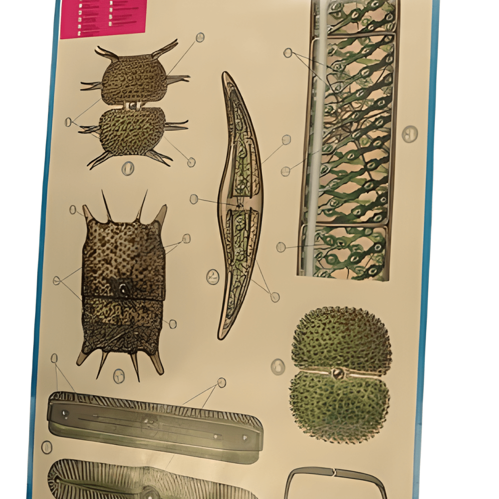 OBJETOS POSTER UNICELULARES 85 X 62