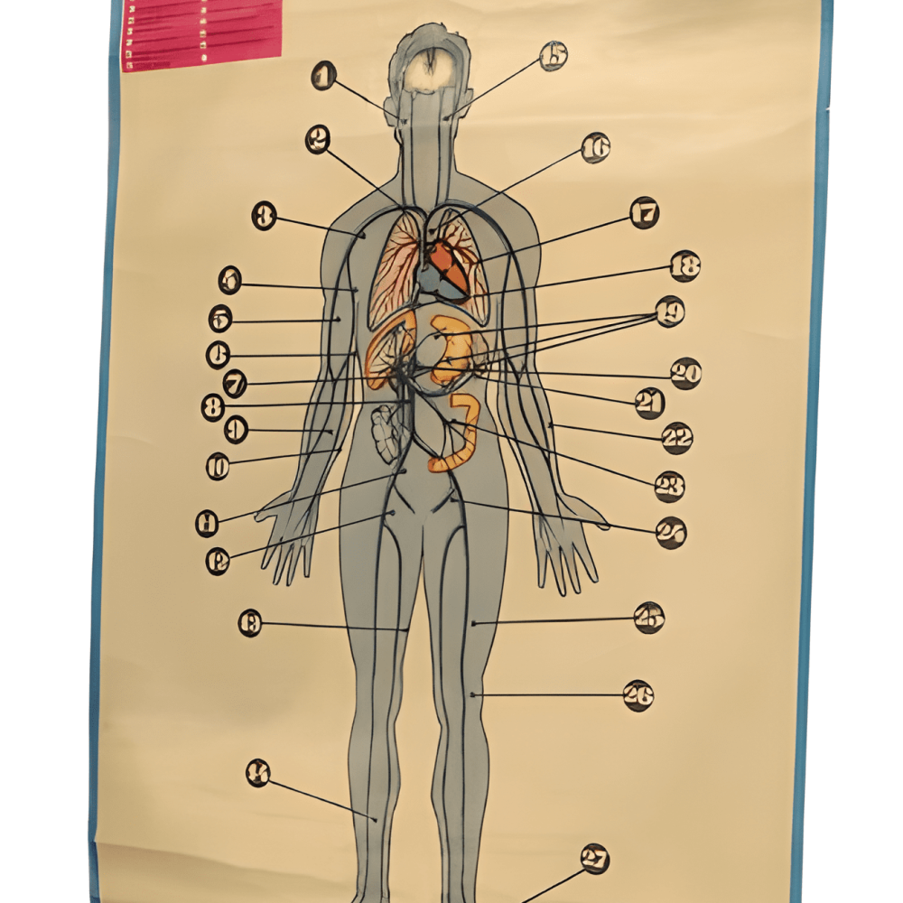 PÓSTER DEL SISTEMA VENOSO
