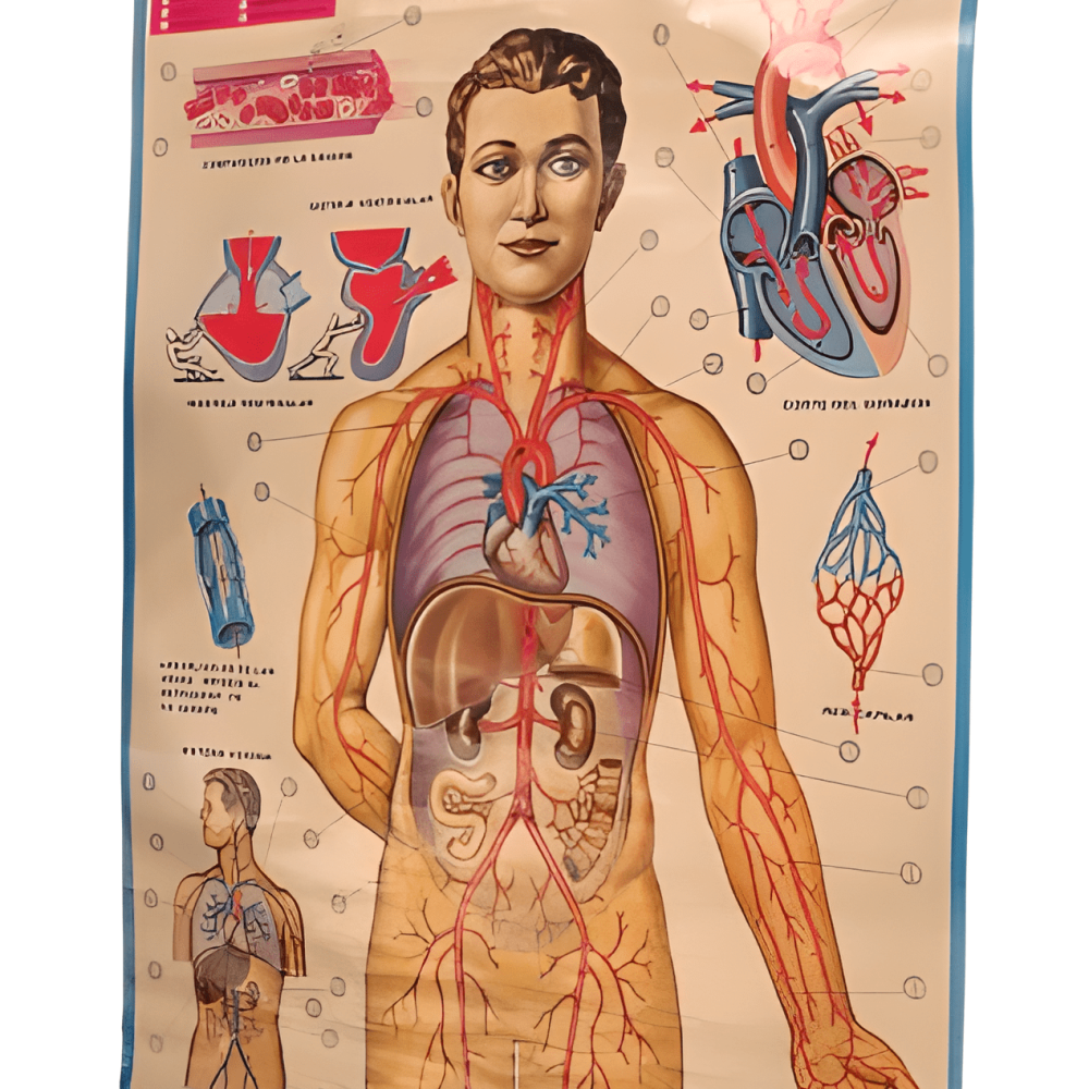 PÓSTER DEL SISTMEA CIRCULATORIO